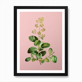 Vintage European Smoketree Botanical on Soft Pink n.0810 Art Print