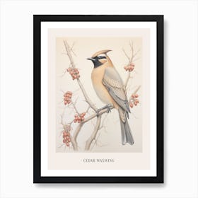 Vintage Bird Drawing Cedar Waxwing 2 Poster Art Print