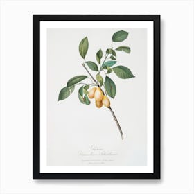 Plum (Prunus Damascena) From Pomona Italiana (1817 1839), Giorgio Gallesio Art Print