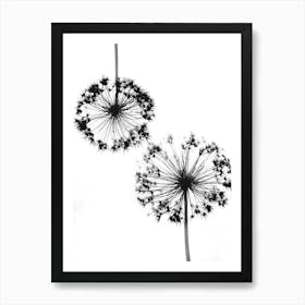 White black alliums 1 Art Print