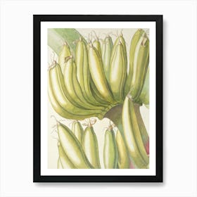 Bananas On A Tree Art Print