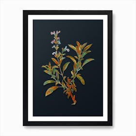 Vintage Garden Sage Botanical Watercolor Illustration on Dark Teal Blue n.0309 Art Print