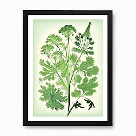 Chervil Herb Vintage Botanical Art Print