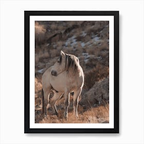 Grey Wild Horse Art Print