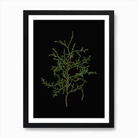 Vintage Sictus Tree Botanical Illustration on Solid Black n.0933 Art Print