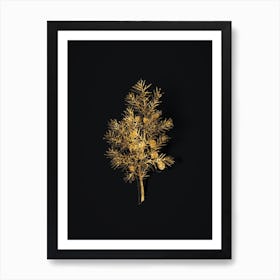 Vintage Common Juniper Botanical in Gold on Black n.0023 Art Print