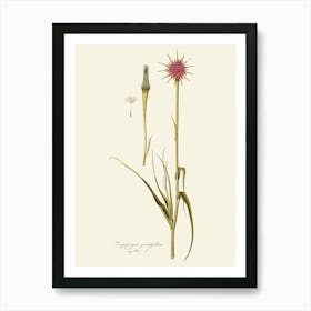 Thistle 3 Art Print