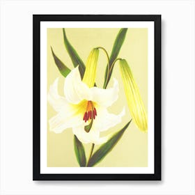 Lily Of The Valley 3 Art Print