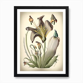 Mariposa Lily Wildflower Vintage Botanical 2 Art Print