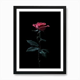 Black Rose 2 Art Print