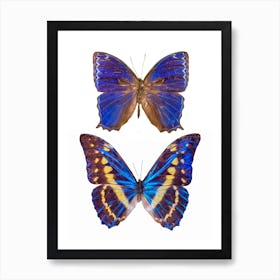 Two Blue Butterflies Art Print