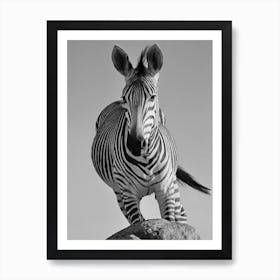 Zebra In Action Art Print