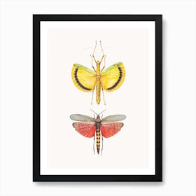 Insects VIII Art Print