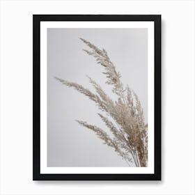 Soft Natural Pampas Grass Art Print