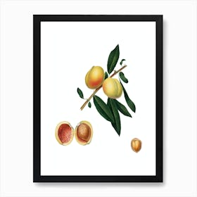 Vintage Peach Botanical Illustration on Pure White n.0109 Art Print
