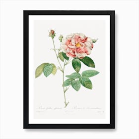 Rosa Gallica, Pierre Joseph Redouté Art Print