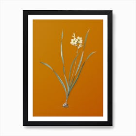 Vintage Gladiolus Lineatus Botanical on Sunset Orange n.0165 Art Print