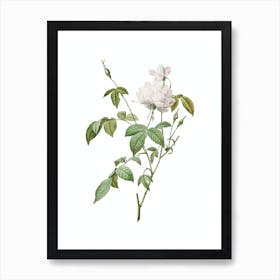 Vintage White Bengal Rose Botanical Illustration on Pure White n.0370 Art Print