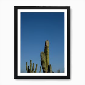 Cactus Fingers And Blue Skies Art Print