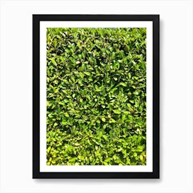 Hedge Art Print