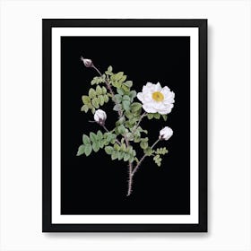 Vintage White Burnet Roses Botanical Illustration on Solid Black n.0735 Art Print