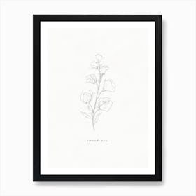 Sweet Pea Line Drawing Art Print