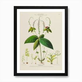 Botanical Print 3 Art Print