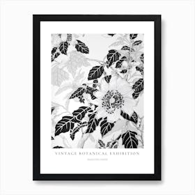 Passionflower B&W Vintage Botanical Poster Art Print