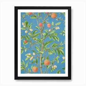 Guava Vintage Botanical Fruit Art Print