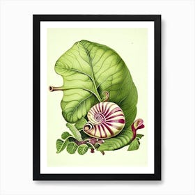 Roman Snail 1 Botanical Art Print