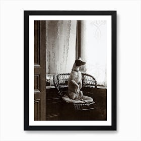 Sitting Dog In A Chair By A Window 1910 Art Print