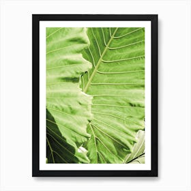 Elephants Ears Art Print