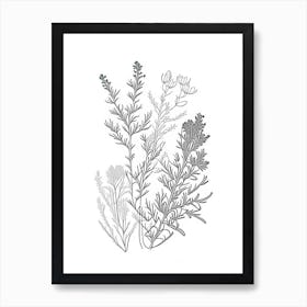 Thyme Herb William Morris Inspired Line Drawing 2 Art Print