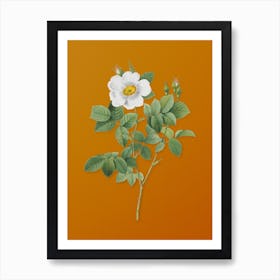Vintage Twin Flowered White Rose Botanical on Sunset Orange Art Print