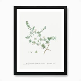 Mesembryanthemum Striatum, Pierre Joseph Redoute Art Print