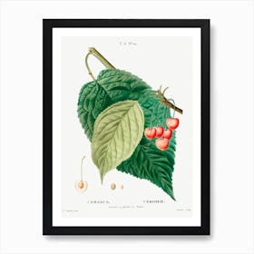 Cherry, Pierre Joseph Redoute 1 Art Print