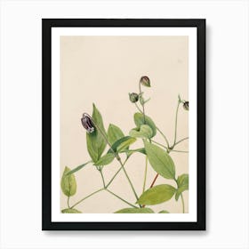 Chrysanthemums 2 Art Print