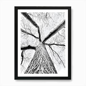 Black And White oak Tree Art Print