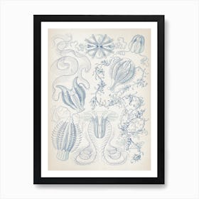 Vintage Haeckel 6 Tafel 27 Kammquallen Art Print