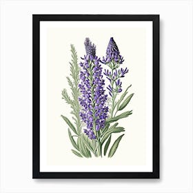 Lavender Wildflower Vintage Botanical 1 Art Print