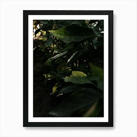 Close-up Of Plants Under Sunlight Art Print