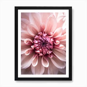 Dahlia Pink Flower Art Print