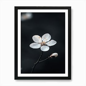 Cherry Blossom 5 Art Print