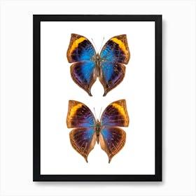 Two Dark Blue Butterflies Art Print