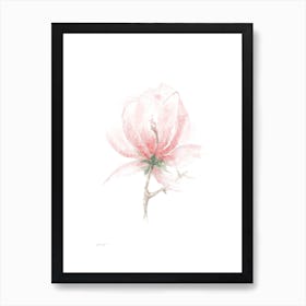 Pastel Magnolia 2 Art Print