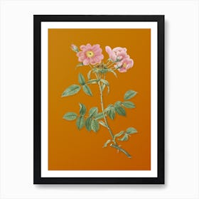 Vintage Lady Monson Rose Bloom Botanical on Sunset Orange n.0312 Art Print