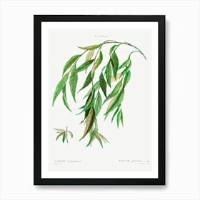 Weeping Willow, Pierre Joseph Redoute Art Print