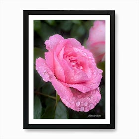 Pink Rose With Raindrops - Photography Art Print