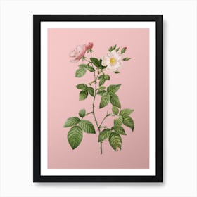 Vintage Red Bramble Leaved Rose Botanical on Soft Pink n.0871 Art Print