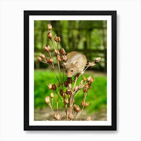 Field Mouse On A Plant Cute Art Print